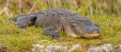 American Alligator