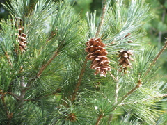 eastern white pine