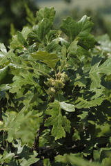 bur oak
