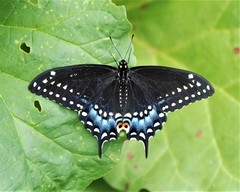 Black Swallowtail