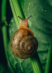 White-lip Globe Snail