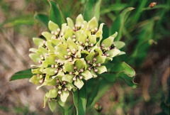 green antelopehorns