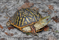 Ornate Box Turtle