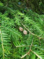 eastern hemlock