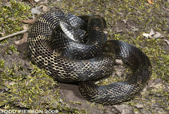 Gray Ratsnake
