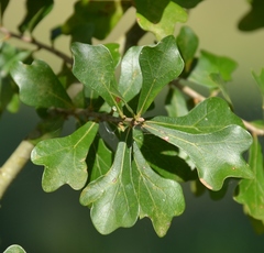 water oak