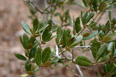southern live oak