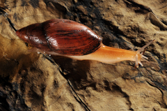 Rosy Wolfsnail