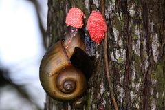 Island Apple Snail