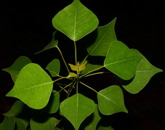 Chinese Tallow