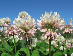 white clover