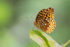Great Spangled Fritillary