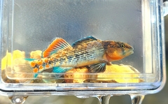 Orangethroat Darter