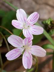 Virginia Springbeauty