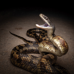 Western Ratsnake