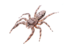 Tan Jumping Spider