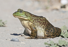 American Bullfrog