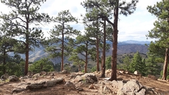 Rocky Mountains Ponderosa Pine