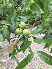eastern black walnut