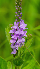 hoary vervain