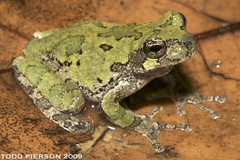 Cope's Gray Tree Frog