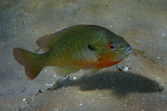 Redbreast Sunfish