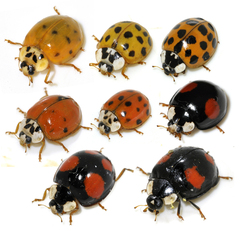 Asian Lady Beetle