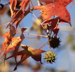 American sweetgum