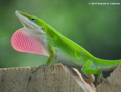 Green Anole