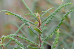 sweetfern