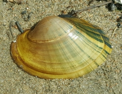 Plain Pocketbook