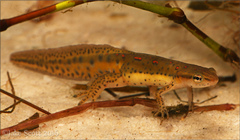 Eastern Newt