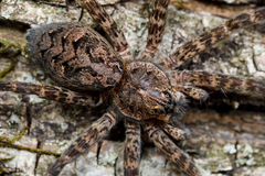 Dark Fishing Spider