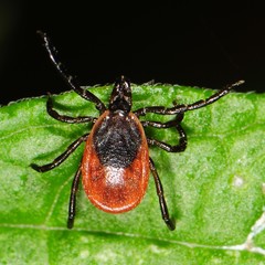 Eastern Black-legged Tick