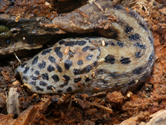 Leopard Slug