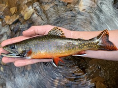 Brook Trout