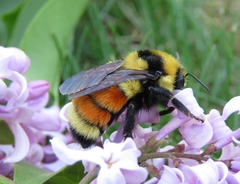 Hunt's Bumble Bee