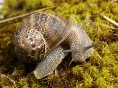 Garden Snail