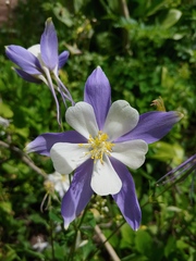 blue columbine