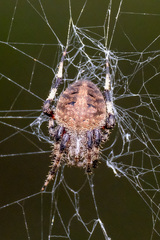 Spotted Orbweaver