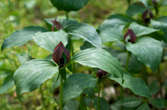 prairie trillium