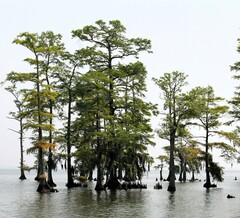 baldcypress