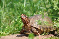Three-toed Box Turtle