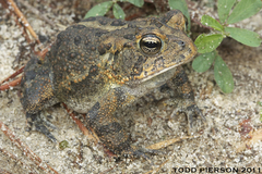 Southern Toad