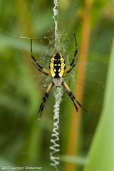 Yellow Garden Spider