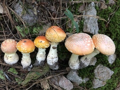 Peach-Colored Fly Agaric
