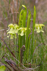 Pale Pitcher Plant