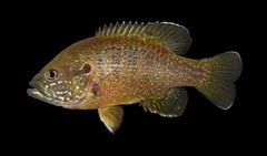 Green Sunfish