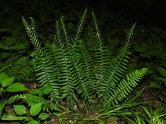 Christmas fern