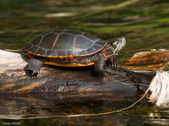 Painted Turtle